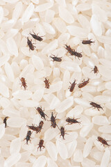 rice weevil insect damaged rice grain. © zhikun sun