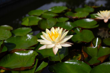 Beautiful blooming Nymphaea lotus flower with leaves, Water lily pot