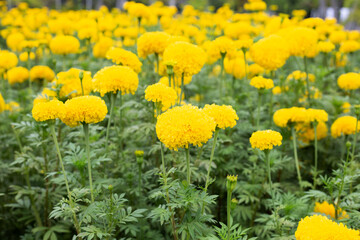 Yellow marigold flower in garden