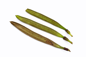 Fruit of Broken Bone tree on white background.