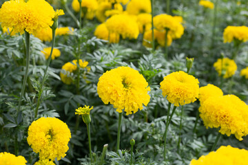 Yellow marigold flower in garden
