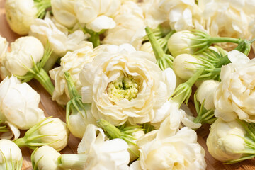Jasmine flower on white background.
