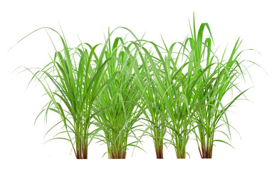 Green Grass Border isolated on white background. ( Paragrass, buffalograss, panicum grass)The grass is native to Thailand is very popular in the front yard.