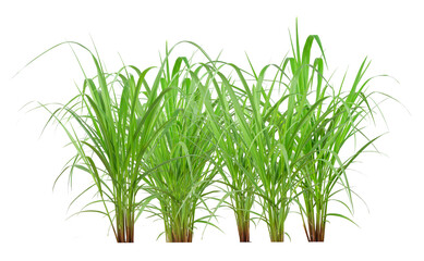 Green Grass Border isolated on white background. ( Paragrass, buffalograss, panicum grass)The grass...