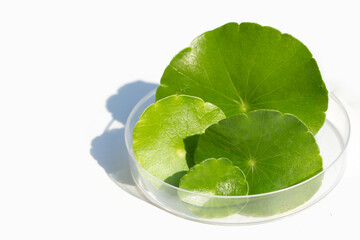 Fresh green centella asiatica leaves in petri dishes on white background.