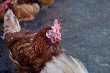 Hens in the chicken farm. Organic poultry house.