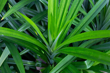 Fototapeta premium Green pandan leaves in the garden.
