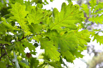 Fototapeta na wymiar A branch of green oak leaves on the tree in summer