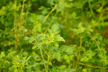 Wild chrysanthemum landscape