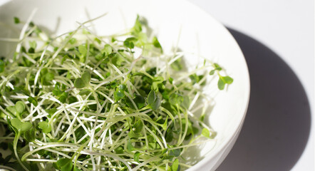 Obraz na płótnie Canvas Organic kale sprouts. Healthiest vegetables concept