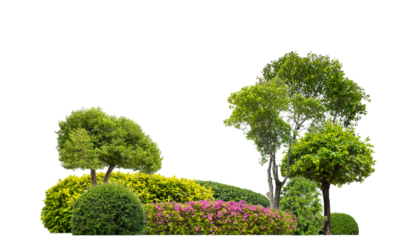Colorful shrubs, ornamental plants, gardens or parks. isolated on .transparent background cut path
