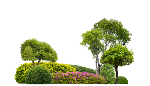 Colorful shrubs, ornamental plants, gardens or parks. isolated on .transparent background cut path