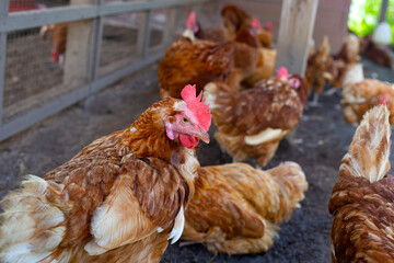 Hens in the chicken farm. Organic poultry house.