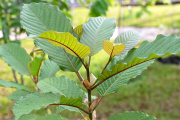 Mitragyna speciosa or kratom plant in the garden