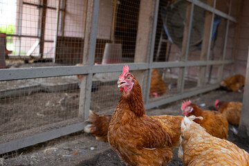 Hens in the chicken farm. Organic poultry house.