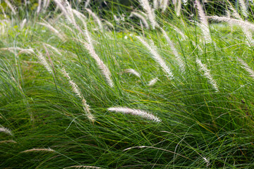 Fountain grass or pennisetum alopecuroides