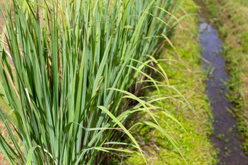 Lemongrass clump in the garden