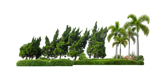 Colorful shrubs, ornamental plants, gardens or parks. isolated on transparent background cut path