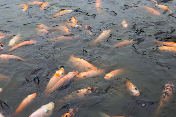 Red tilapia fish in the pond