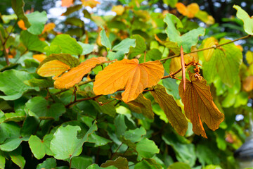 Bauhinia aureifolia or gold leaf bauhinia