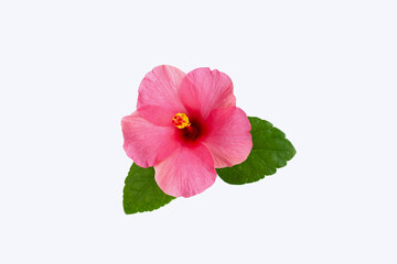 Hibiscus flower on white background.