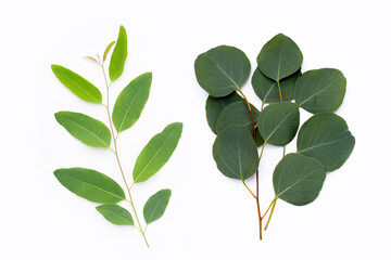 Green leaves of eucalyptus on white
