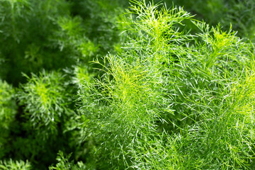 Dog fennel (Eupatorium capillifolium) in the garden