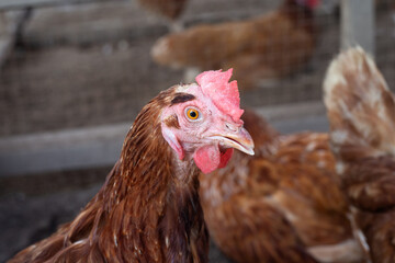 Hens in the chicken farm. Organic poultry house.