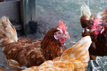 Hens in the chicken farm. Organic poultry house.