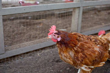 Hens in the chicken farm. Organic poultry house.
