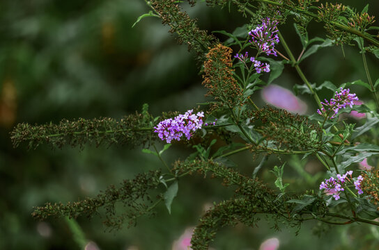 closeup of beautiful Buddleja davidii (binomial name),  summer lilac, butterfly-bush, or orange eye flower
