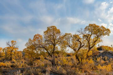 Picturesque turangas (trees from the poplar genus) on an autumn evening