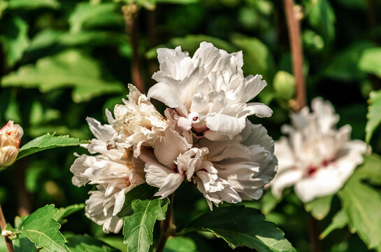 Closeup of Hibiscus mutabilis (Binomial name), the Confederate rose, Dixie rosemallow, cotton rose or cotton rosemallow flower