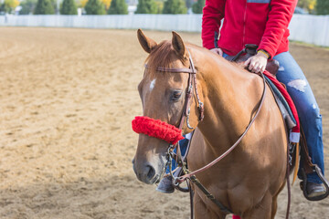Head of a Thoroughbred pony horse at a racetrack with a western bridle and red shadow roll.