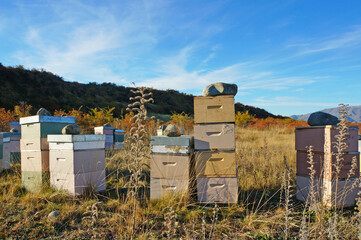 Bee Hives in South Canterbury, New Zealand