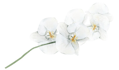 Naklejka na ściany i meble Orchid flower branch. Watercolor botanical illustration isolated for wedding invitation.