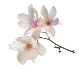 Fototapeta na wymiar Pink magnolia flowers