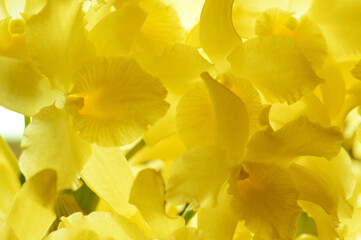 Yellow flower "Dendrobium"