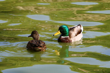Birds in a city park on the seashore in Israel.