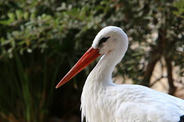 Fototapeta premium Birds in a city park on the seashore in Israel.