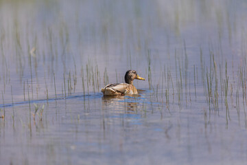 Mallard or wild duck (Anas platyrhynchos) in India