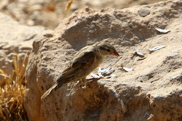 Birds in a city park on the seashore in Israel.