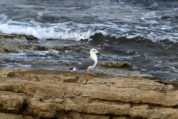 Birds in a city park on the seashore in Israel.