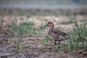 Pintail or Northern pintail (Anas acuta) at Manglajodi, Odisha, India