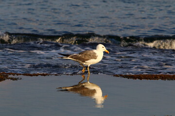 Birds in a city park on the seashore in Israel.