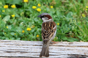 Birds in a city park on the seashore in Israel.