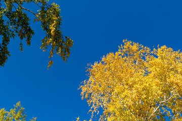Fototapeta premium Autumn landscape. Yellow autumn birch on a blue sky background.
