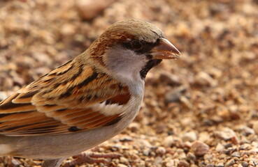 Birds in a city park on the seashore in Israel.