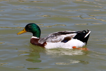 Birds in a city park on the seashore in Israel.