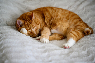 Fototapeta na wymiar The sleeping red cat put his paw under his head